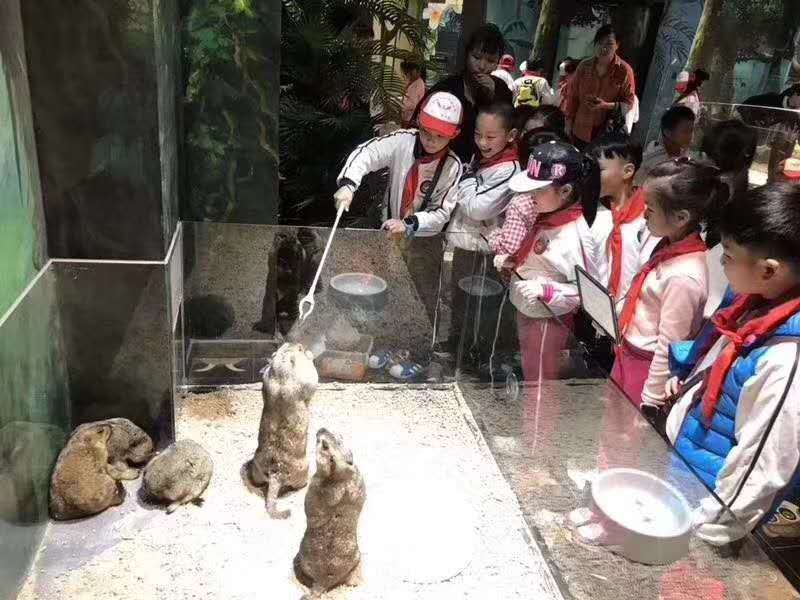 动物出租海狮表演萌宠展览出租